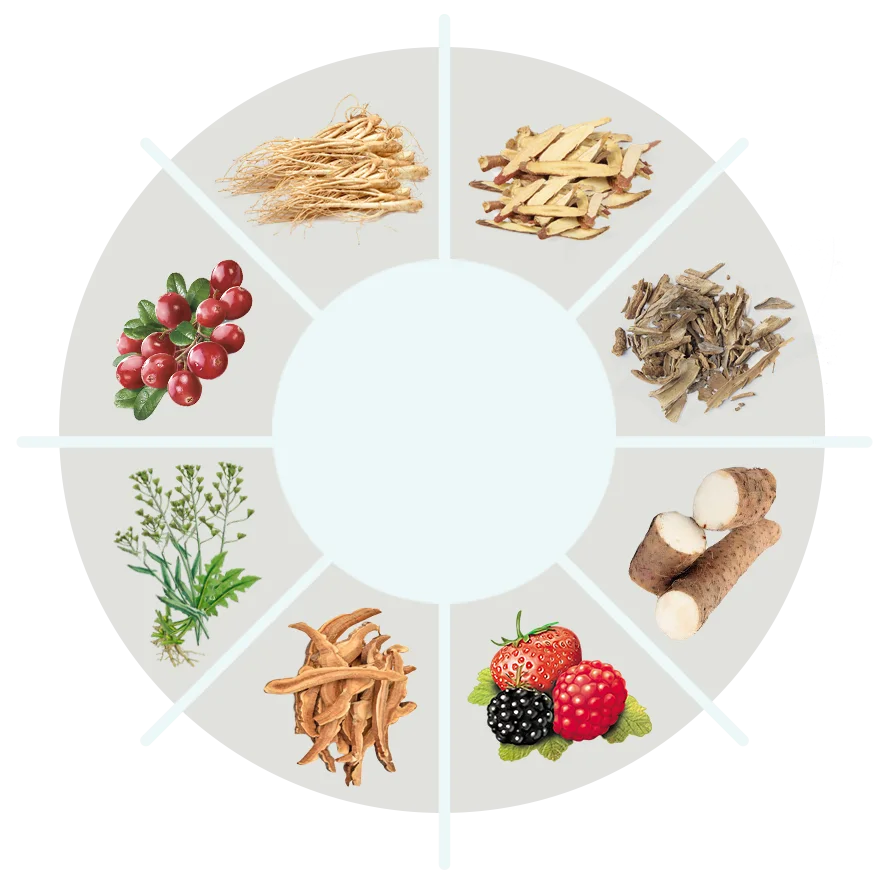 The eight-part botanical ingredient wheel shown on the official Glucolyn page, with no ingredient captioned
